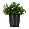 2 Extra Large 3 Gallon Frostproof Gardenia Jasminoides Fragrant Evergreen Shrub V5391