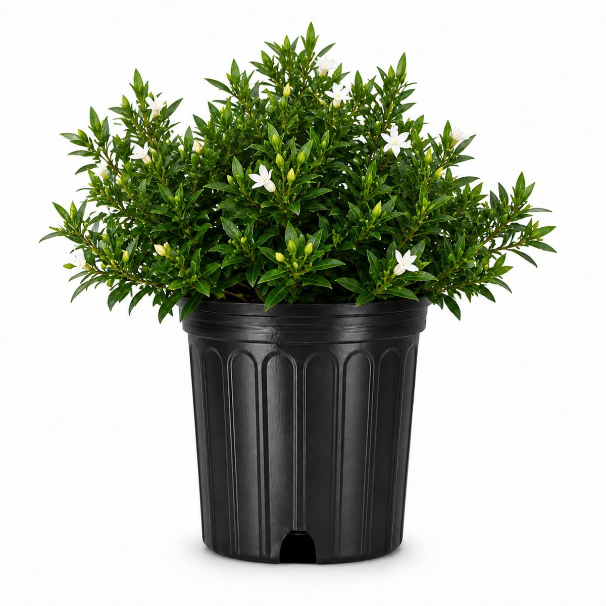2 Extra Large 3 Gallon Frostproof Gardenia Jasminoides Fragrant Evergreen Shrub V5391