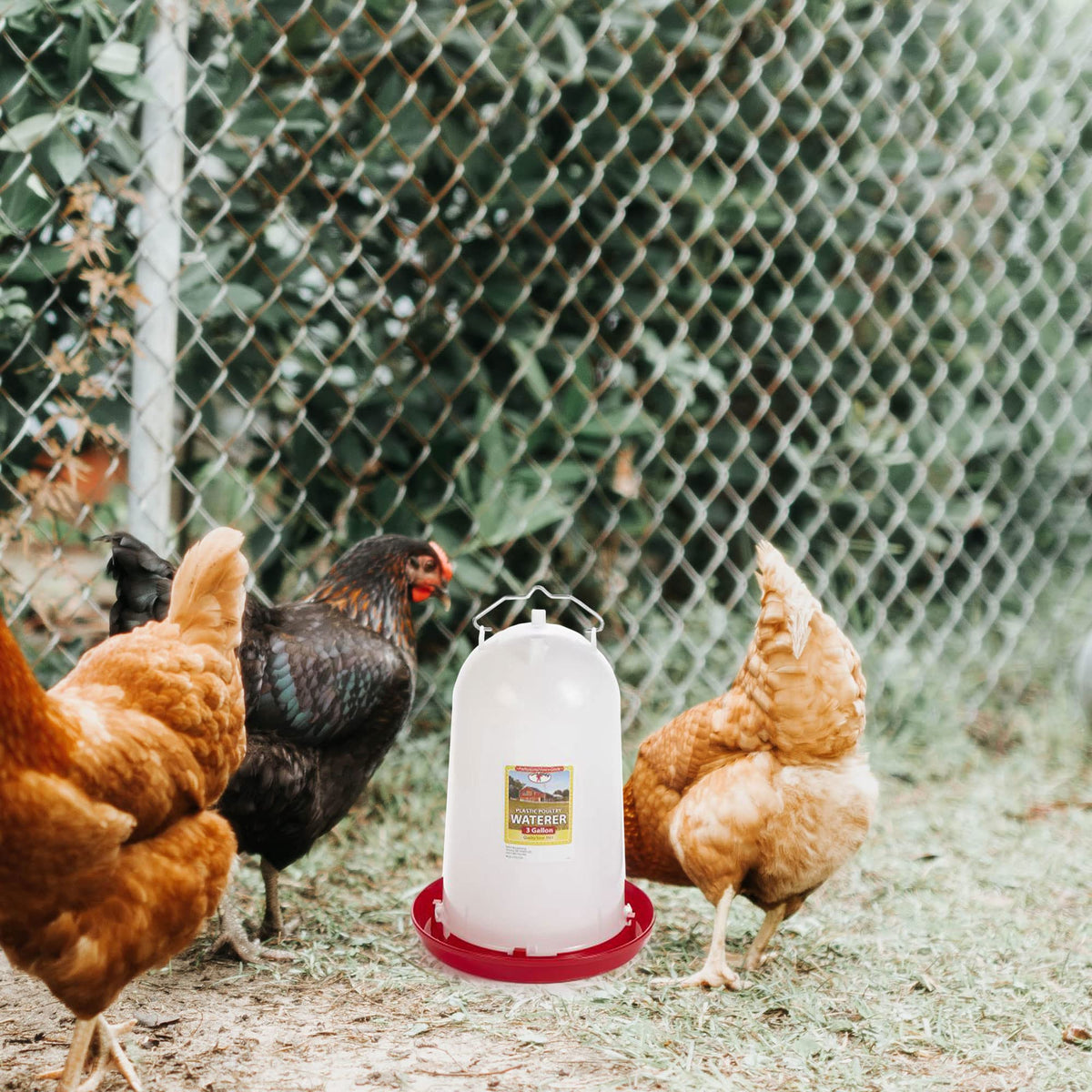 3 Gallon Heavy-Duty Gravity-Fed Poultry Waterer 2-Pack Q906530